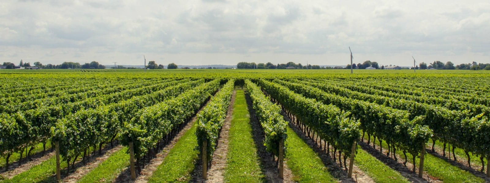 attrezzature_agricole_viticoltura_olbia-min