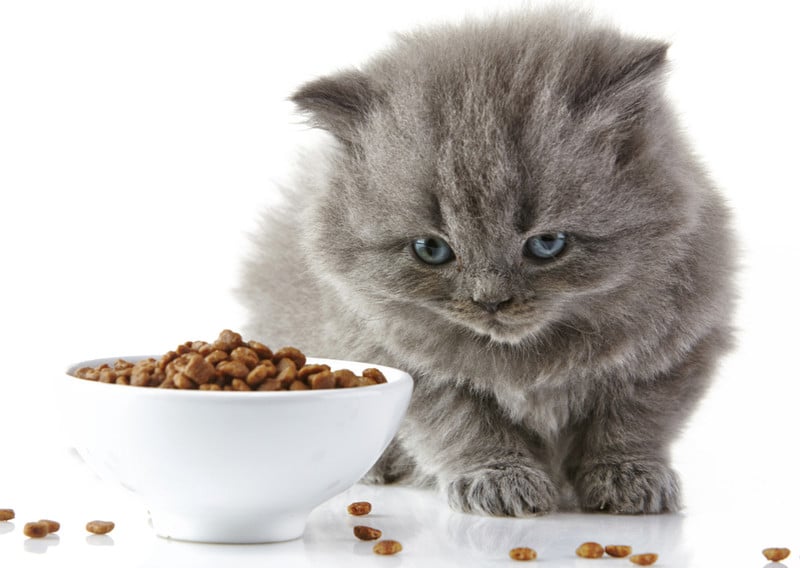 Mangimi per animali domestici - Giardinaggio Mura