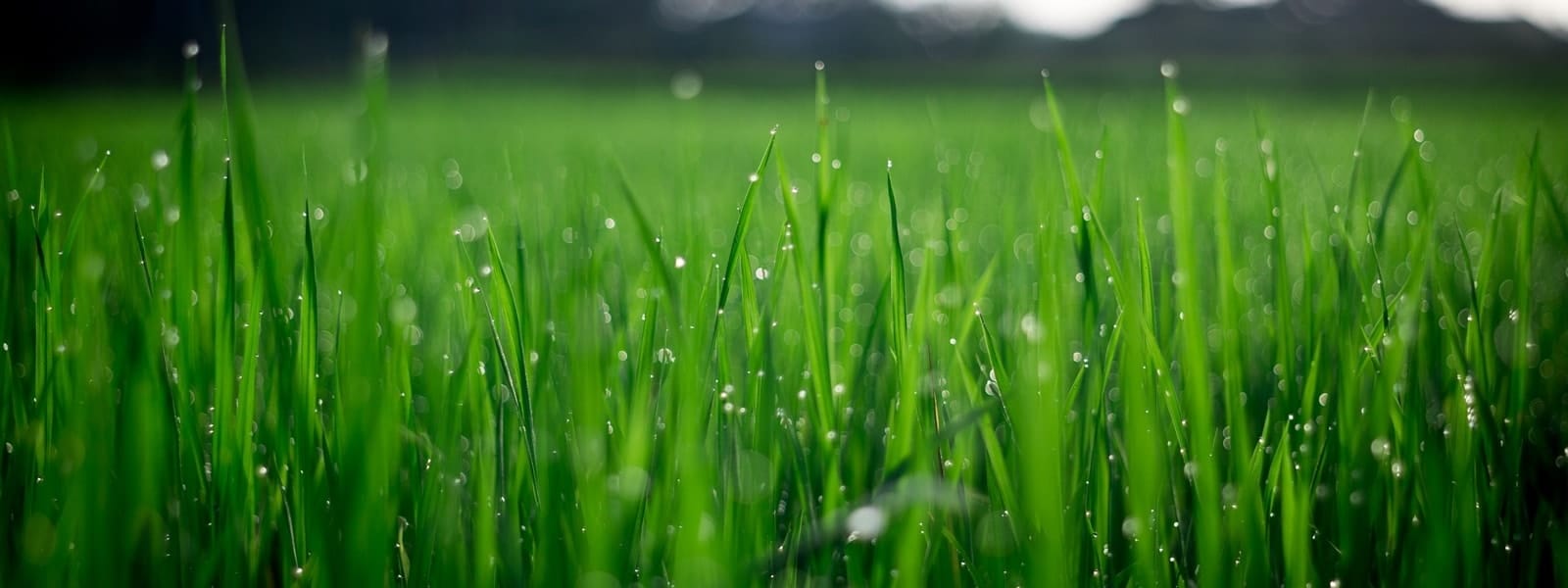 macchine_attrezzature_giardinaggio